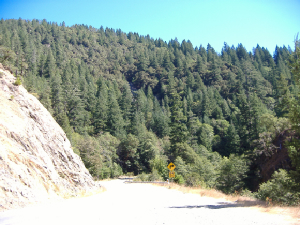 ca-redwoodforest.jpg