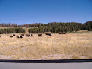 wy-yellowstone3.jpg